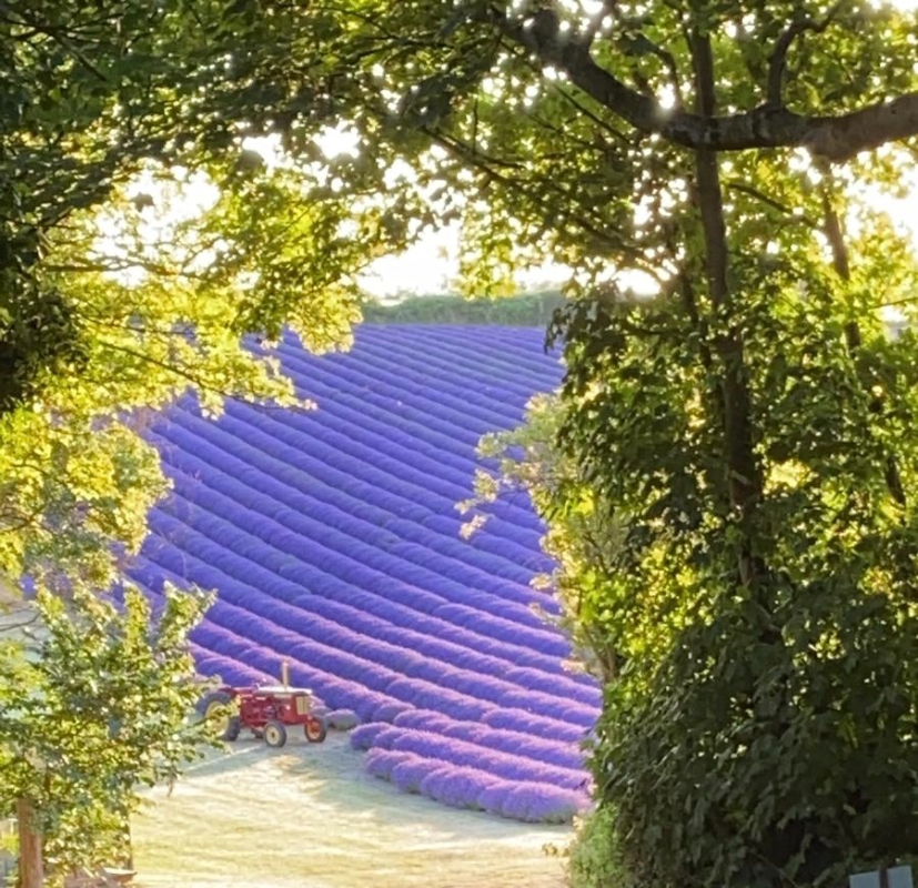 Gallery image 1: lordington-lavender
