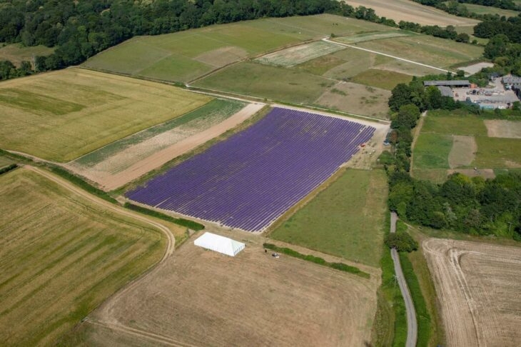 Gallery image 3: lordington-lavender