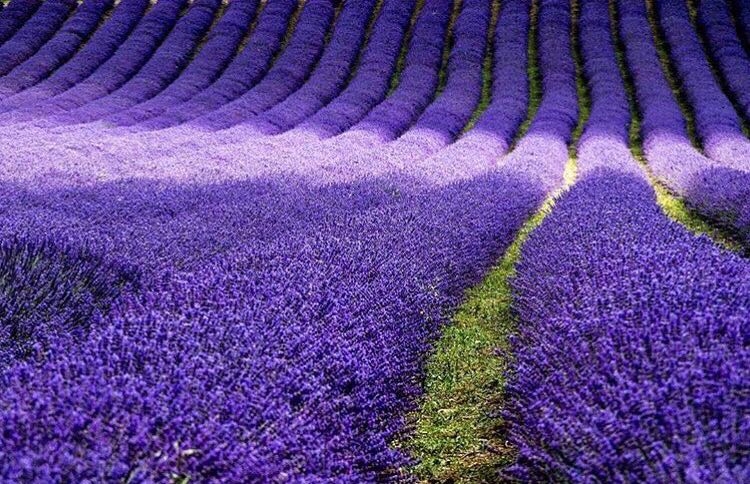 Gallery image 2: lordington-lavender