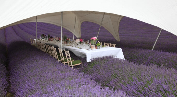 Gallery image 14: lordington-lavender