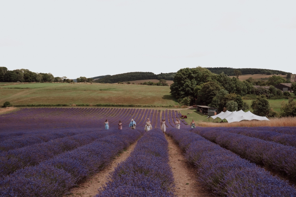Gallery image 17: lordington-lavender