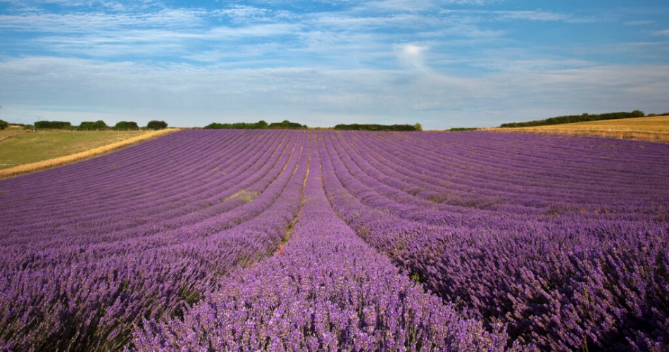 Image 2: Lordington Lavender
