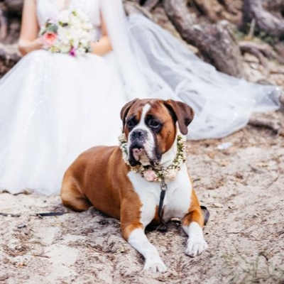 5 ways to get your pooch involved in your wedding