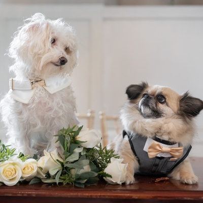 Wedding News: Author and TV celebrity Lady C launches K9 couture wedding clothing line