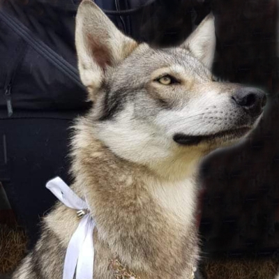 Wedding News: Wolfin' around with Watermill Wolves!