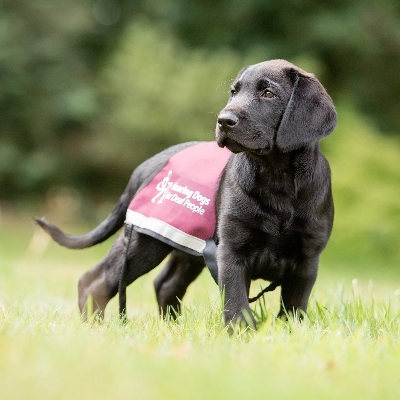 Wedding News: Elite Hotels announces Hearing Dogs for Deaf People as its charity partner for 2024
