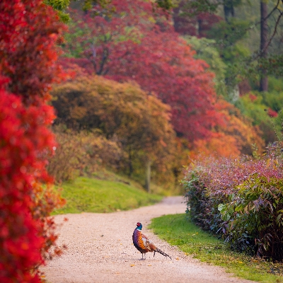 Autumn Escapes at Leonardslee Lakes & Gardens
