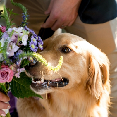 Wedding News: Animal attraction