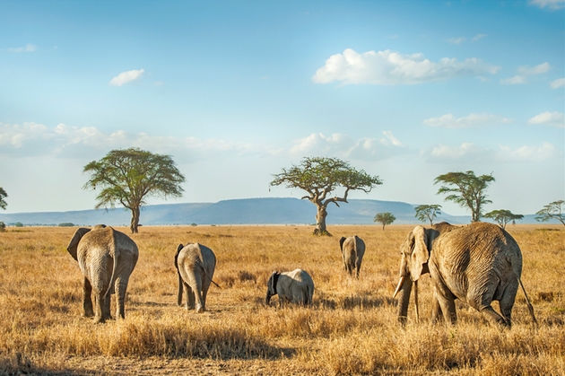 Aardvark Safari encourages honeymooners to postpone rather than cancel safari honeymoons: Image 1