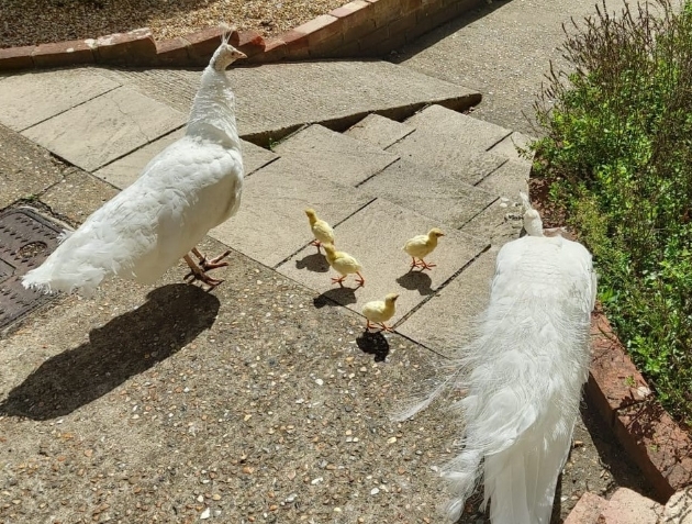 Peacocks Bob and Lily at Amberley Castle Sussex with their four new chicks