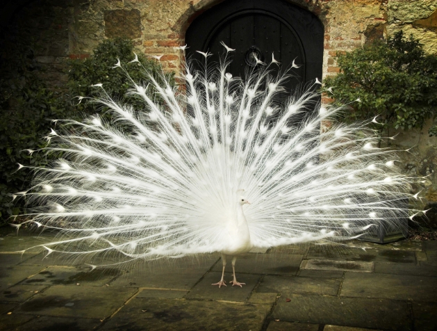 Bob the peacock at Amberley Castle Sussex