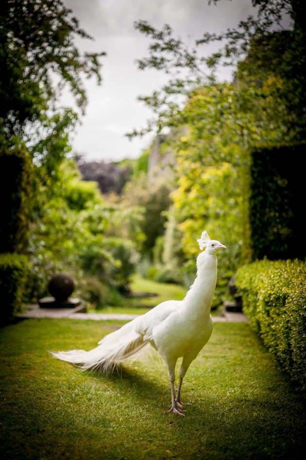 White peacock at Amberley Castle Sussex