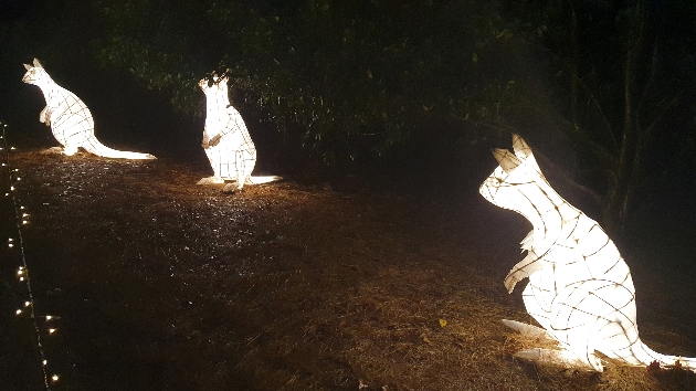 illuminated wallabies