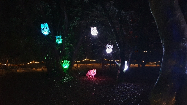 illuminated and colourful owls.