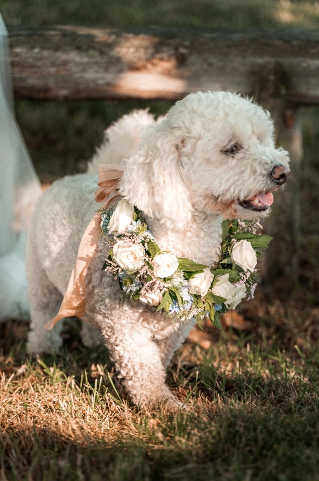 white dog wearing white floral wedding collar