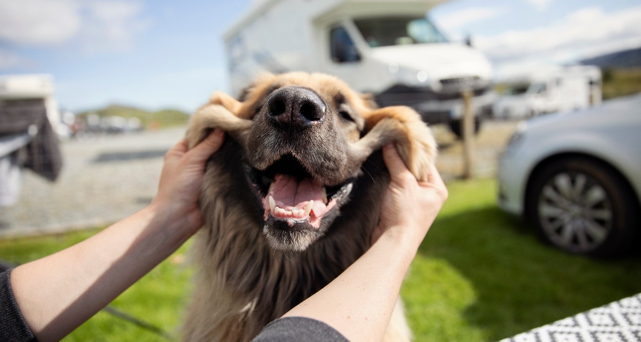 Happy and smiling Leonberger dog on a campsite