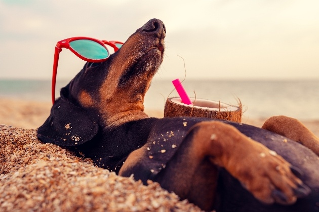 Daschund sunbathing