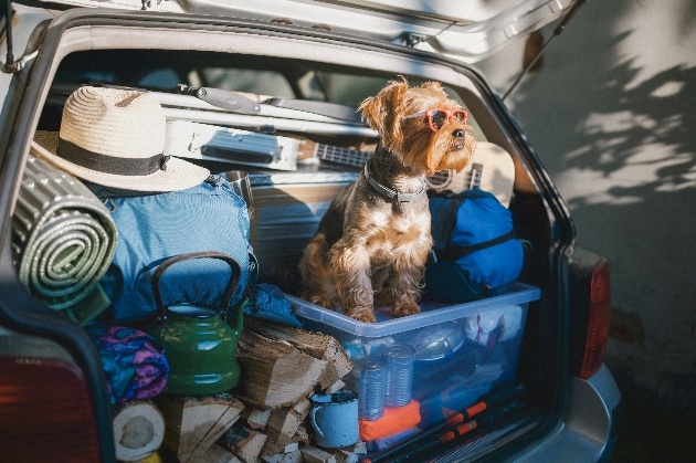 Dog sitting in the boot with all of the holiday packing ready to go