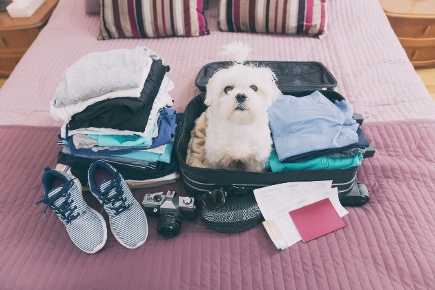 Little white dog sitting in a suitcase ready to go on his holidays