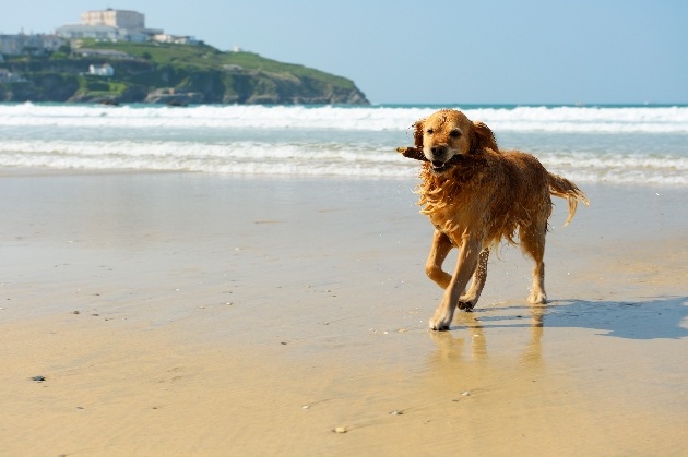 Wet golden retriever carrying a stick and enjoying himself on the beach