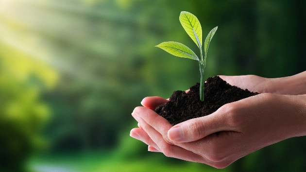 Hands holding earth and a sapling