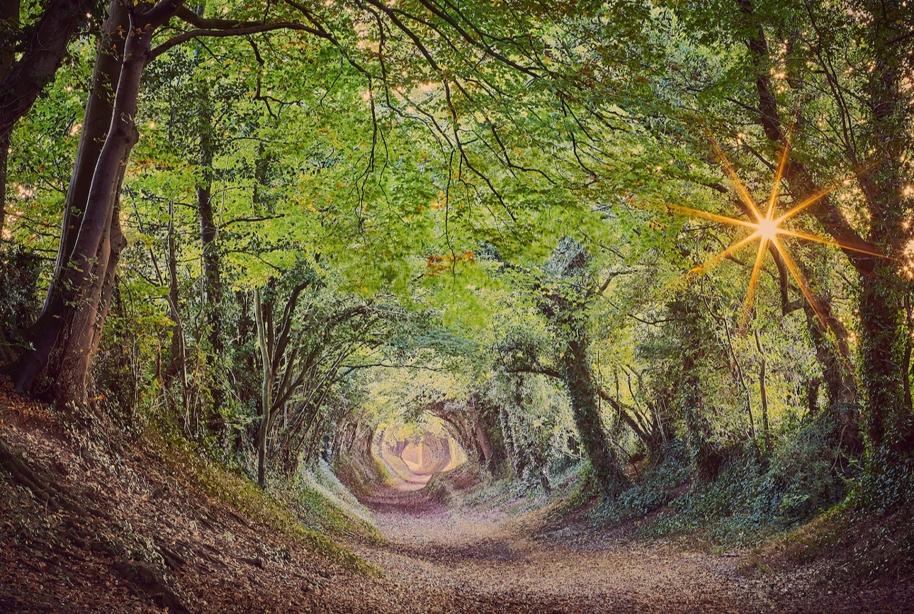 canopied forest path 