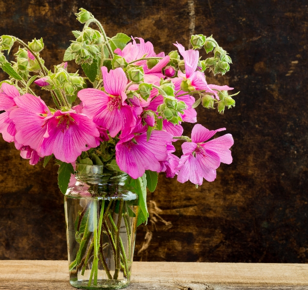 clear vase of pink hibiscus