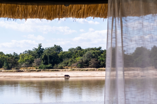 Hippo drinking