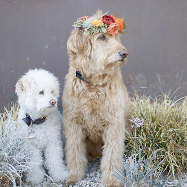 Two dogs one wearing a flowercrown Leonardslee