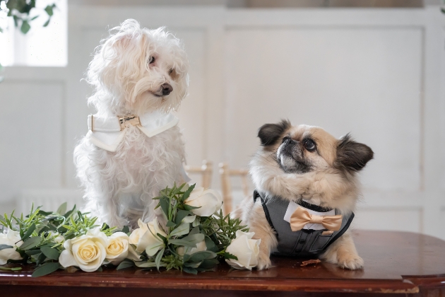 Two dogs dress in wedding attire gazing at one another LIttle Lords & Ladies