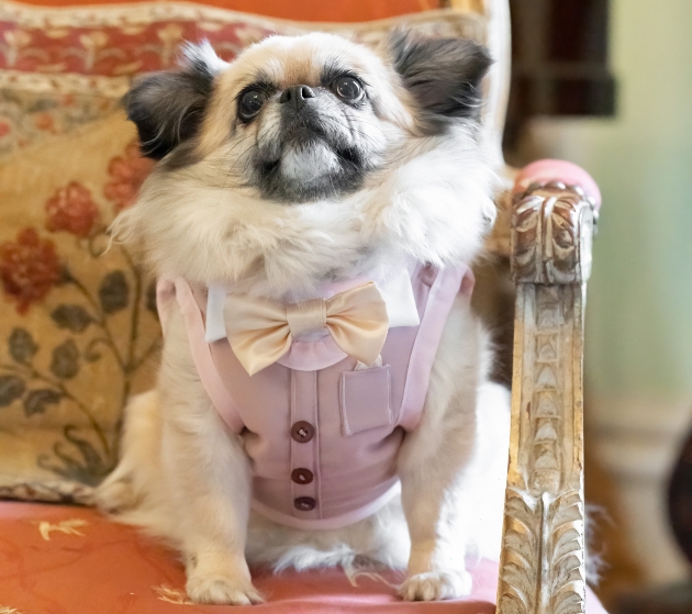 Cuthbert wearing pink tux from Little Lords & Ladies