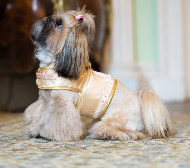 Dolly wearing gold occasionwear from Little Lords & Ladies