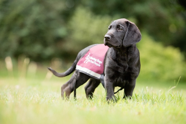 black labrador puppy Guide Dogs for the Deaf