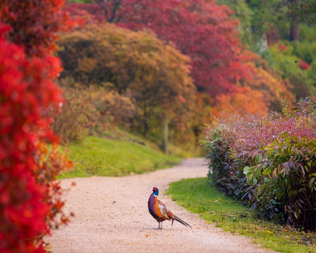 brightly coloured pheasant fitting in with autumnal surroundings at Leonardsleed