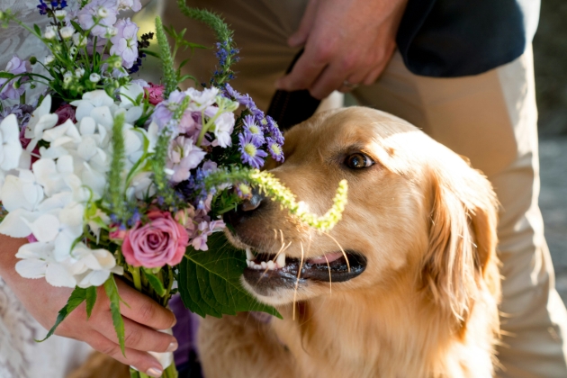 Golden retriever at a wedding