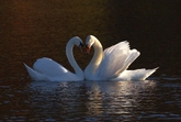 Thumbnail image 11 from Tilgate Park Weddings